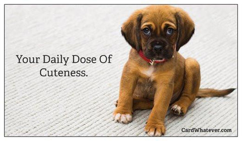Your Daily Dose of Cuteness (from ImageWhatever.com)