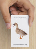 Duck, Duck, Duck, Goose! (BOTH cards)