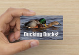 Ducking Ducks! (Damn Auto-Correct)