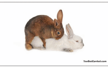 YouGotCarded.com: WTF?! "Hugging Animals" [VARIETY PACK!]