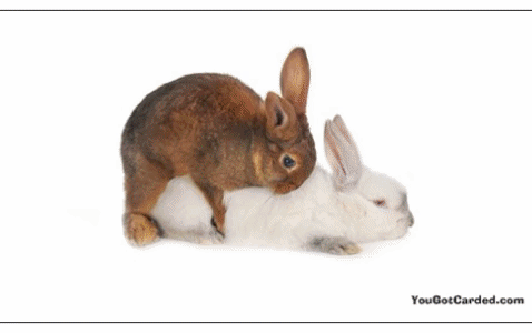 YouGotCarded.com: WTF?! "Hugging Animals" [VARIETY PACK!]