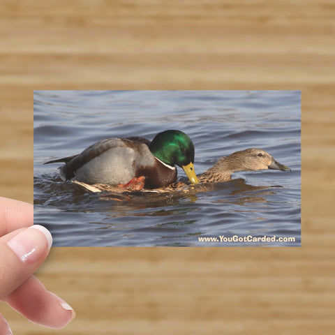 Hugging Ducks