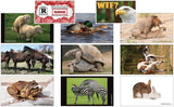YouGotCarded.com: WTF?! "Hugging Animals" [VARIETY PACK!]