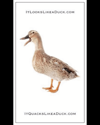 Duck, Duck, Duck, Goose! (BOTH cards)